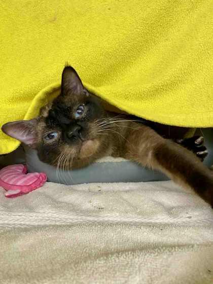 Enlarge Cotton, a Adoptable mixed breed in Munster, IN image 2/2