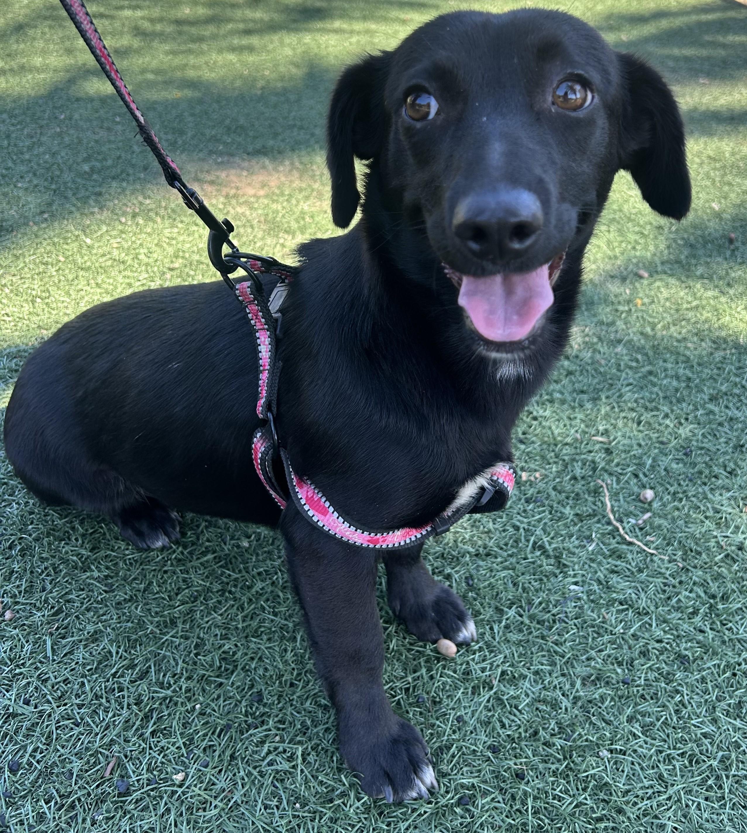 ONIX, ADOPTABLE, Young Female Dachshund.