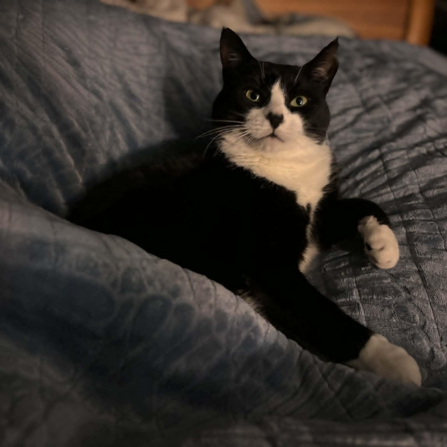 Enlarge Domino--No Adoption Fee!, a Adoptable American Shorthair in Danbury, CT image 5/6