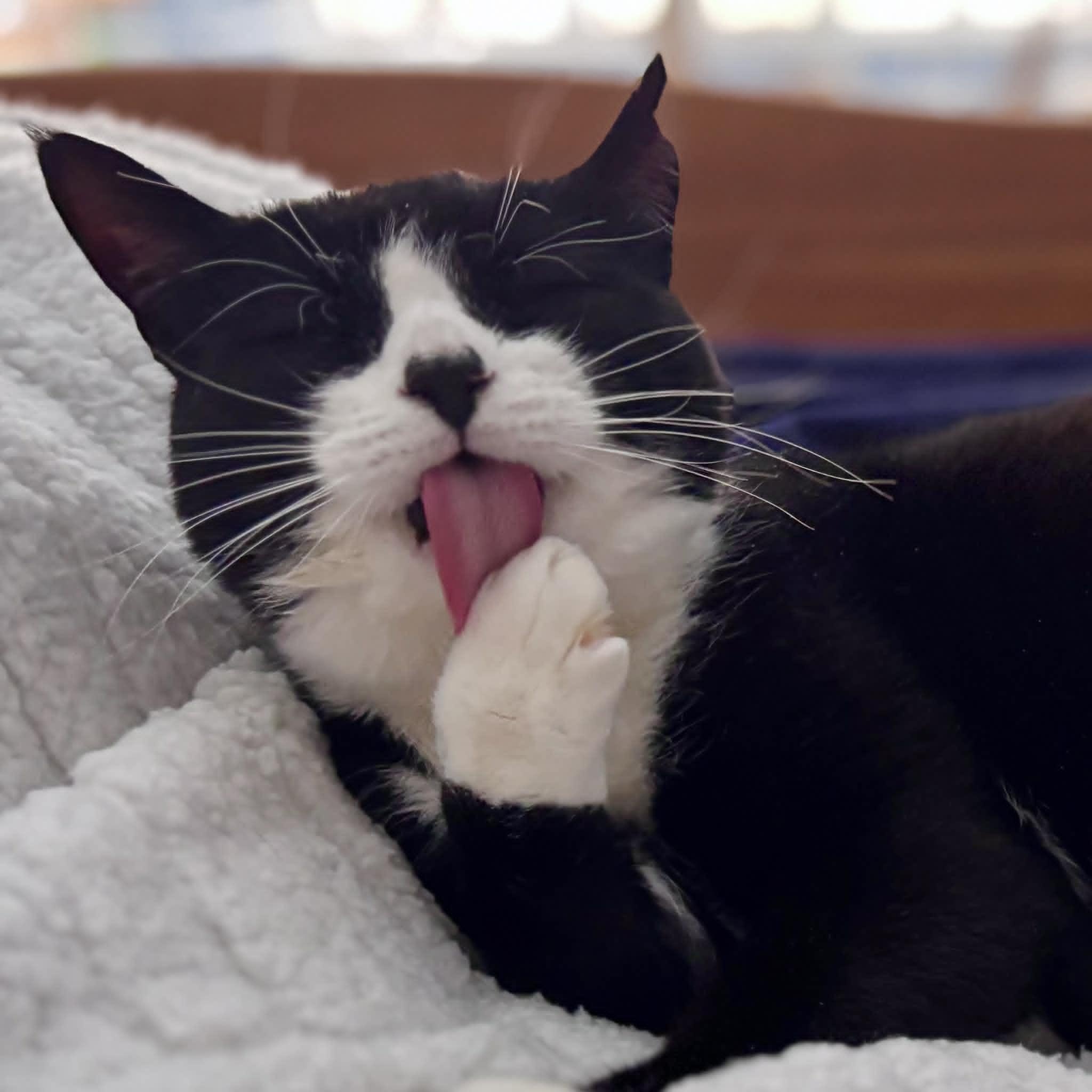 Domino--No Adoption Fee!, Adoptable, Young Male American Shorthair.