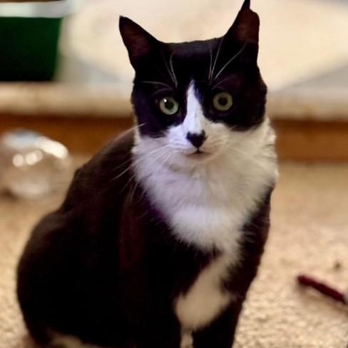 Domino, Adoptable, Young Male American Shorthair.