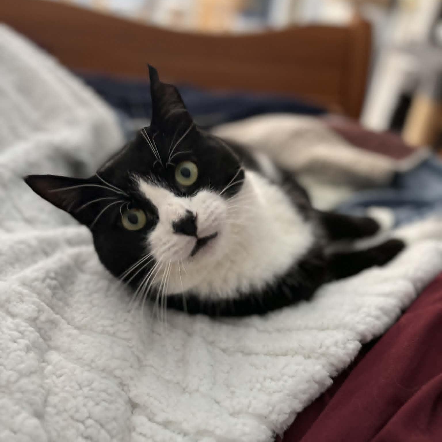 Enlarge Domino--No Adoption Fee!, a Adoptable American Shorthair in Danbury, CT image 4/6