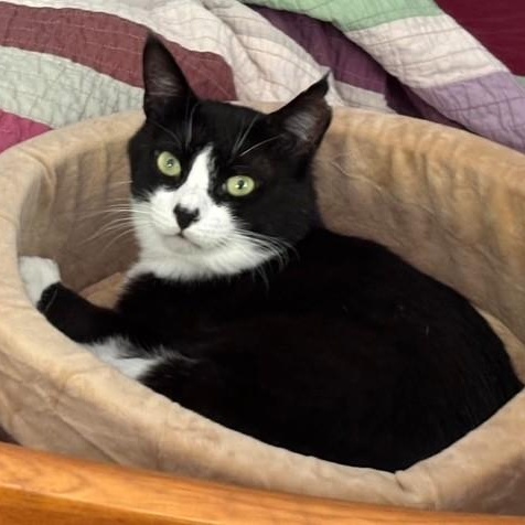 Enlarge Domino, a Adoptable American Shorthair in Danbury, CT image 2/3