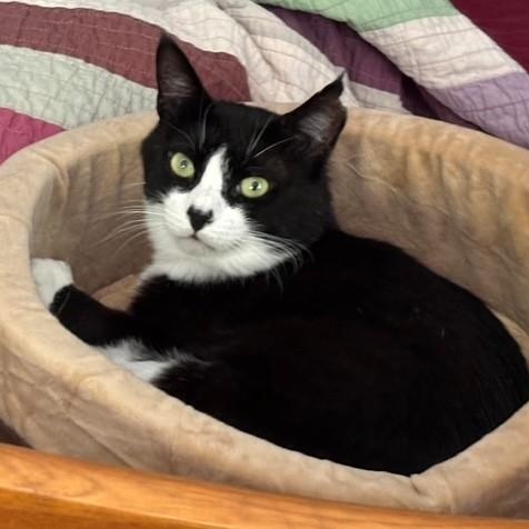 Enlarge Domino--No Adoption Fee!, a Adoptable American Shorthair in Danbury, CT image 6/6