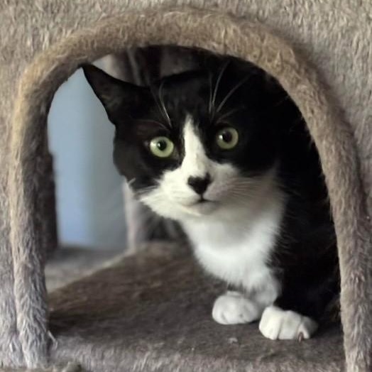 Enlarge Domino, a Adoptable American Shorthair in Danbury, CT image 3/3