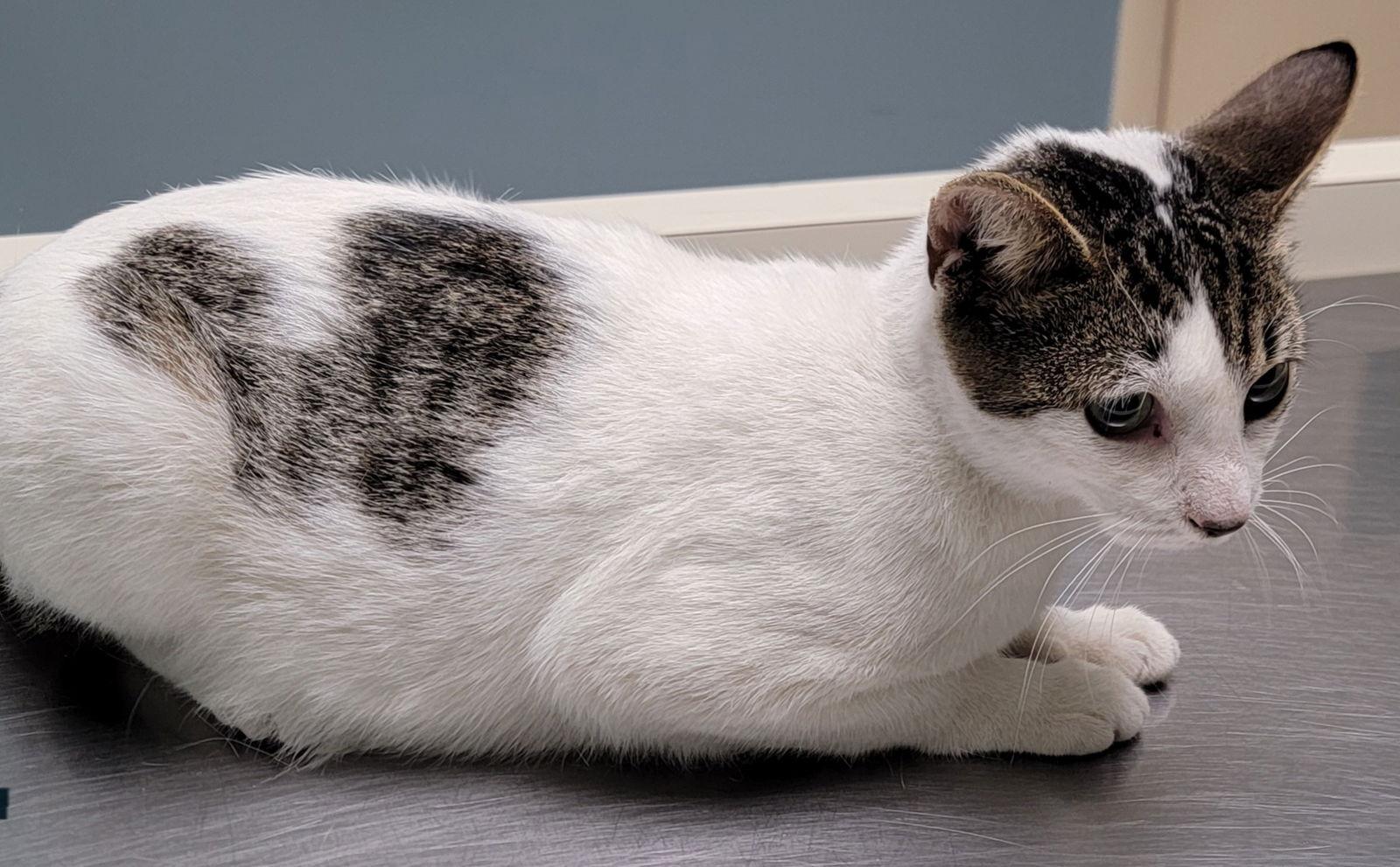 Enlarge Sweetie, a Adoptable Domestic Short Hair in Boynton Beach, FL image 1/1