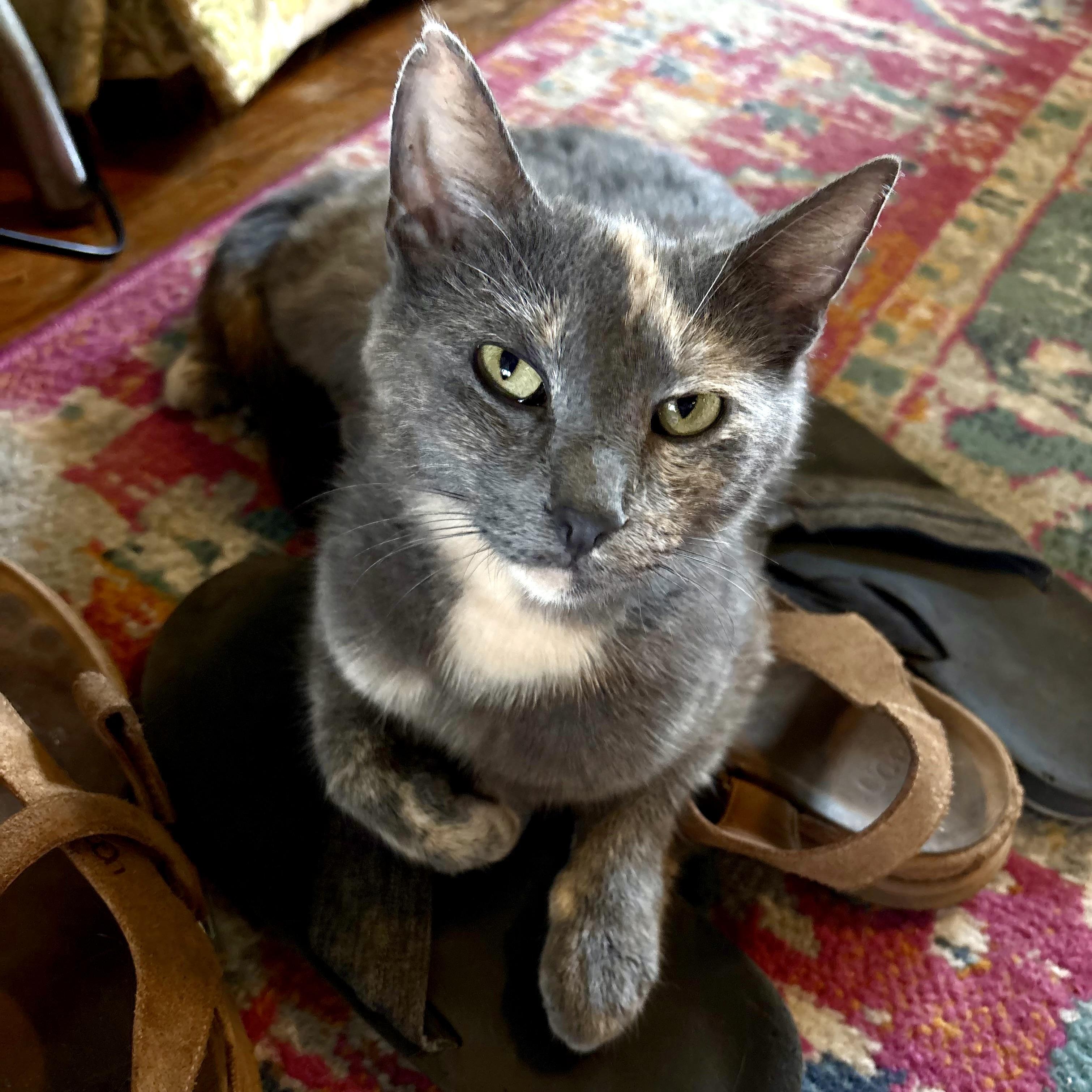Enlarge Elizabeth Taylor, a Adoptable Domestic Short Hair in Akron, OH image 1/1