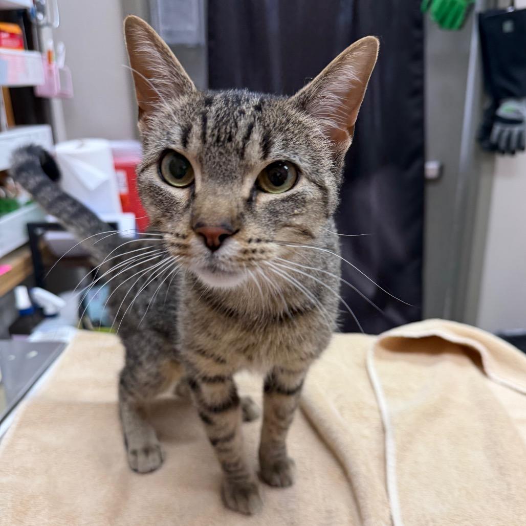 Enlarge Dontcha, a Adoptable Domestic Short Hair in Detroit Lakes, MN image 1/5