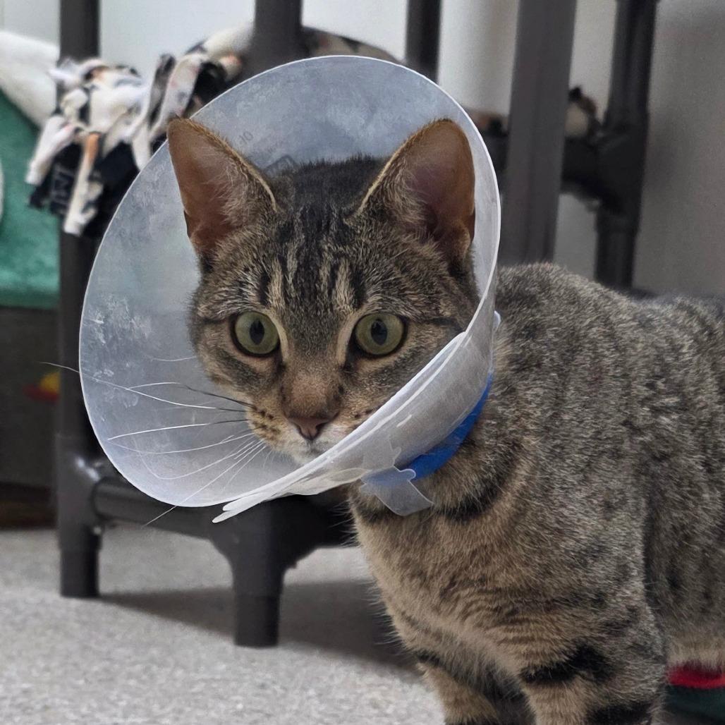 Enlarge Dontcha, a Adoptable Domestic Short Hair in Detroit Lakes, MN image 2/5