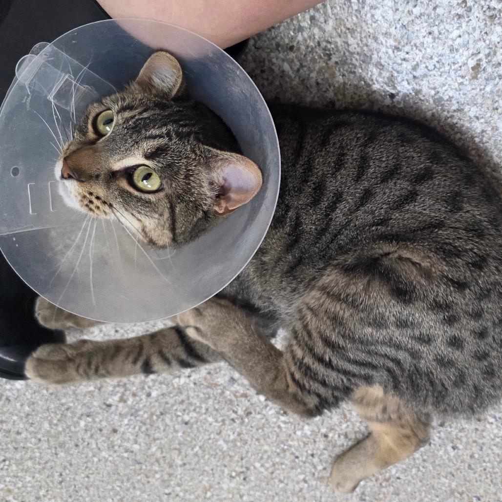 Enlarge Dontcha, a Adoptable Domestic Short Hair in Detroit Lakes, MN image 3/5