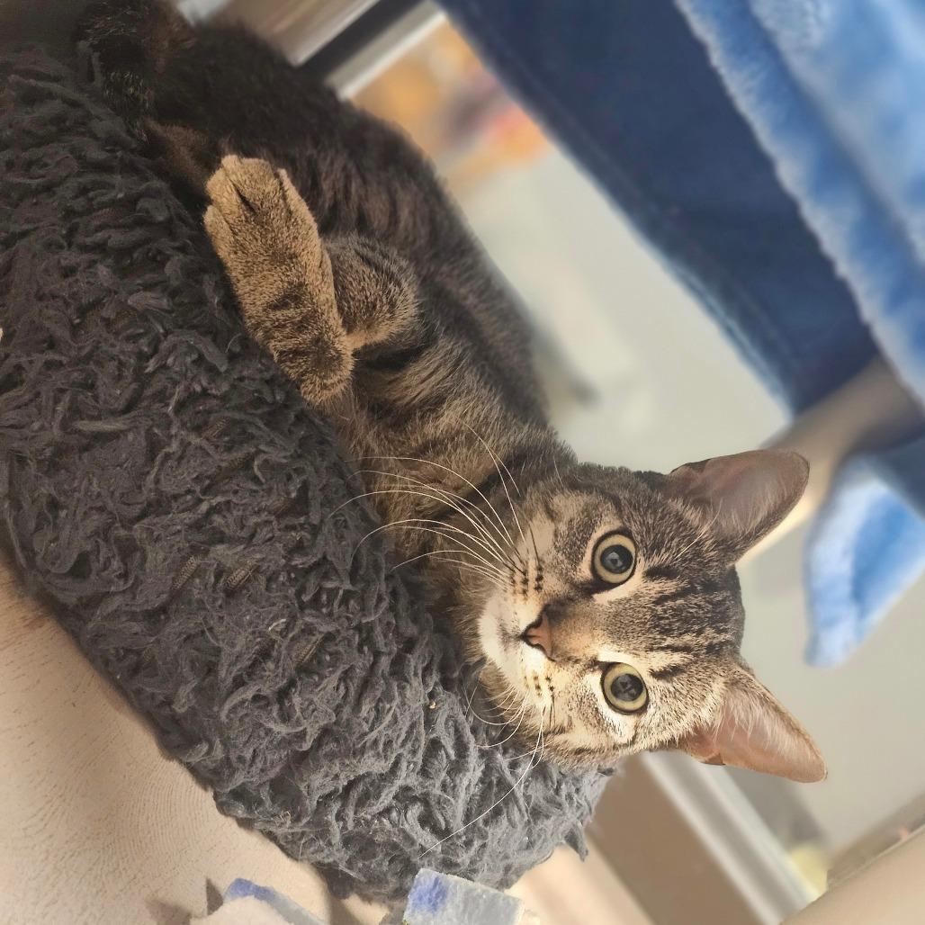 Enlarge Dontcha, a Adoptable Domestic Short Hair in Detroit Lakes, MN image 4/5