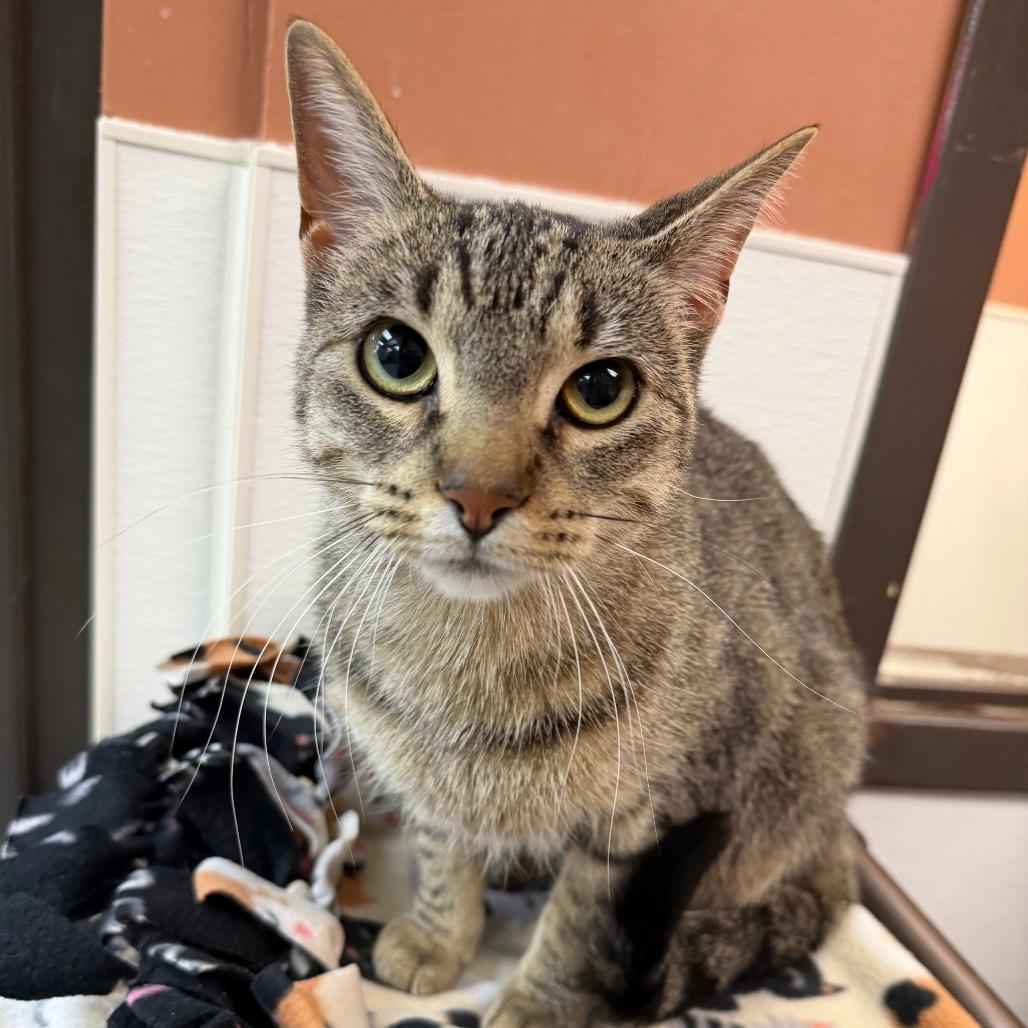 Enlarge Dontcha, a Adoptable Domestic Short Hair in Detroit Lakes, MN image 5/5