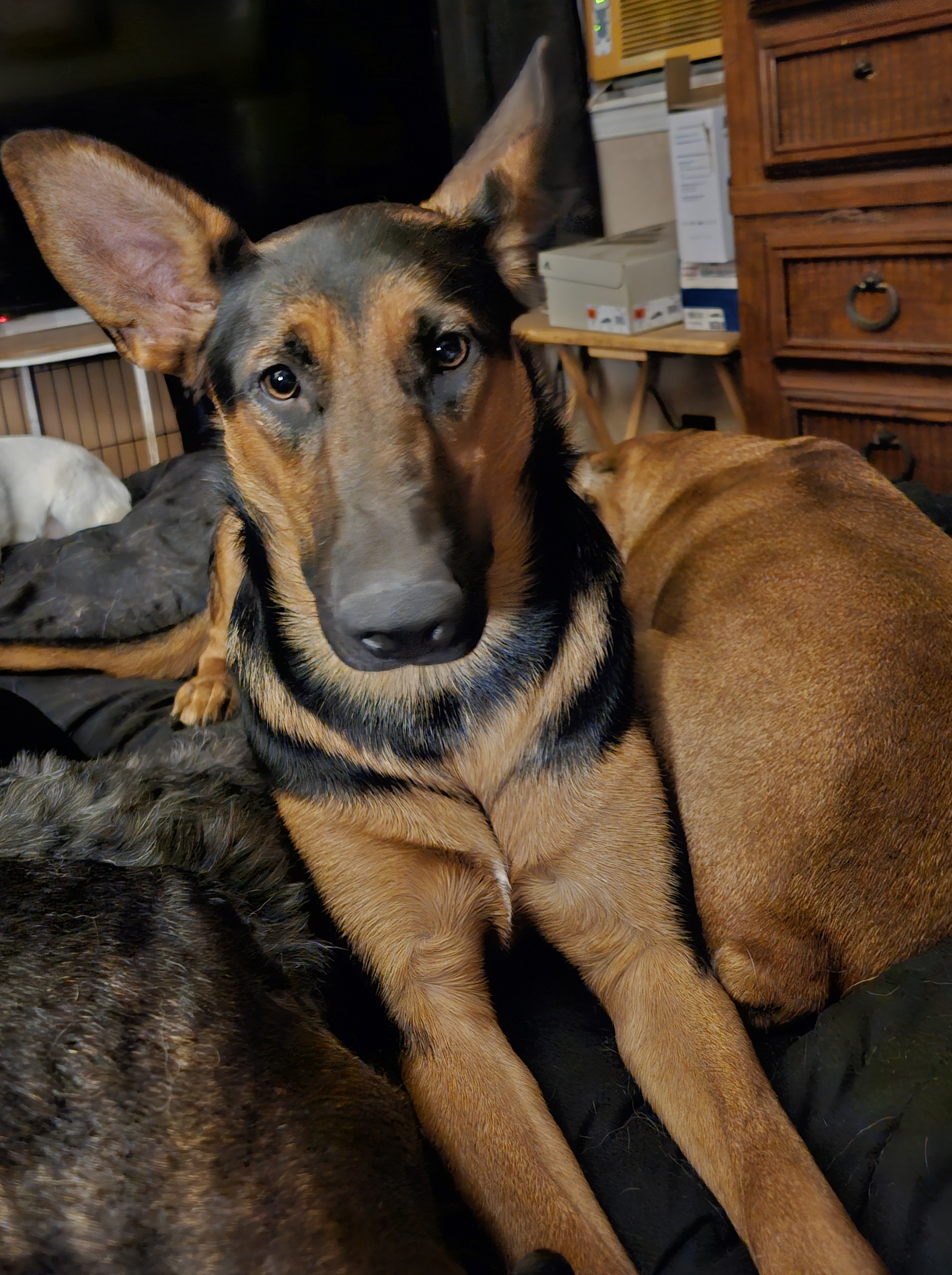 Zullie, Adoptable, Puppy Female German Shepherd Dog & Doberman Pinscher.