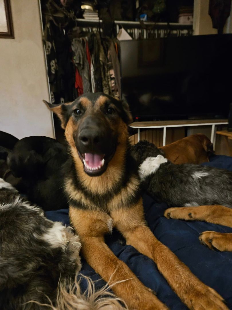 Zullie, a Adoptable mixed breed in Roy, WA image 2/2