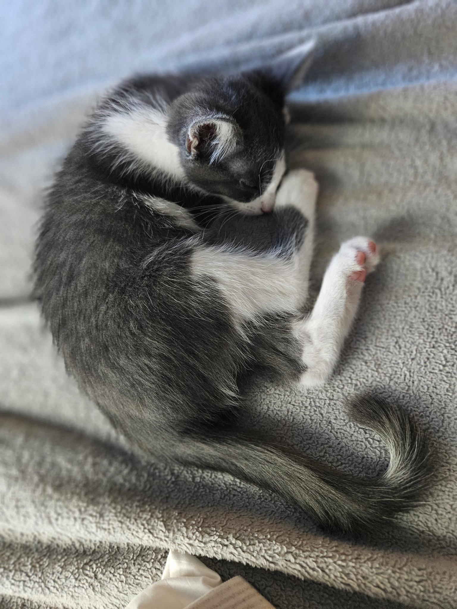 Enlarge Catrick Swayze, a Adoptable Domestic Short Hair in Antioch, CA image 1/3