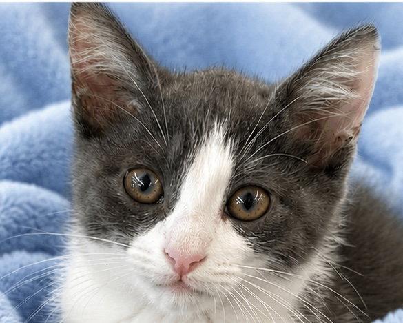 Enlarge Catrick Swayze, a Adoptable Domestic Short Hair in Antioch, CA image 2/3