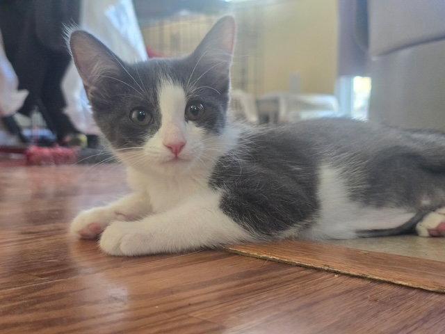 Enlarge Catrick Swayze, a Adoptable Domestic Short Hair in Antioch, CA image 3/3