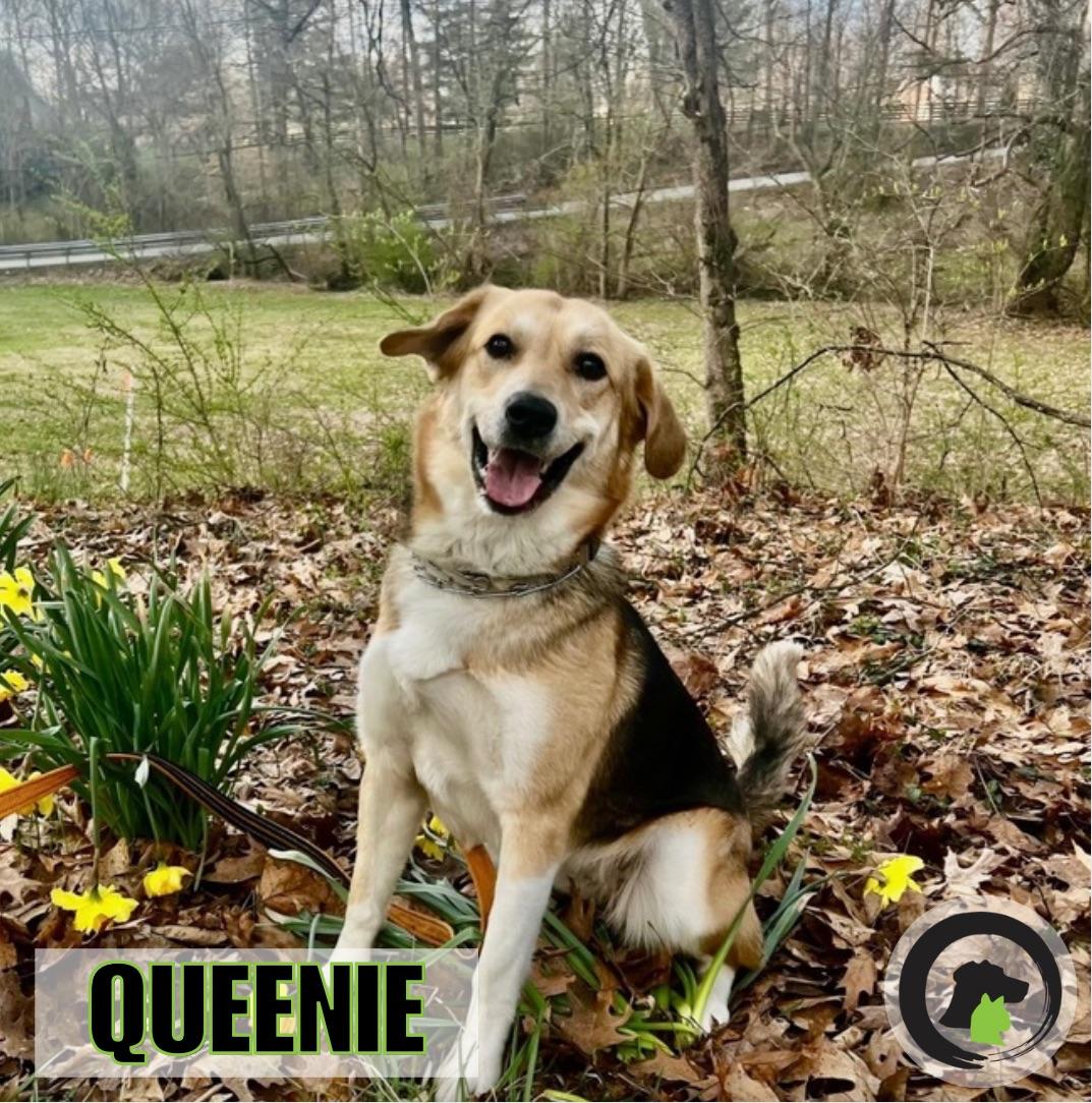 Enlarge Queenie, a Adoptable mixed breed in La Grange, KY image 1/6