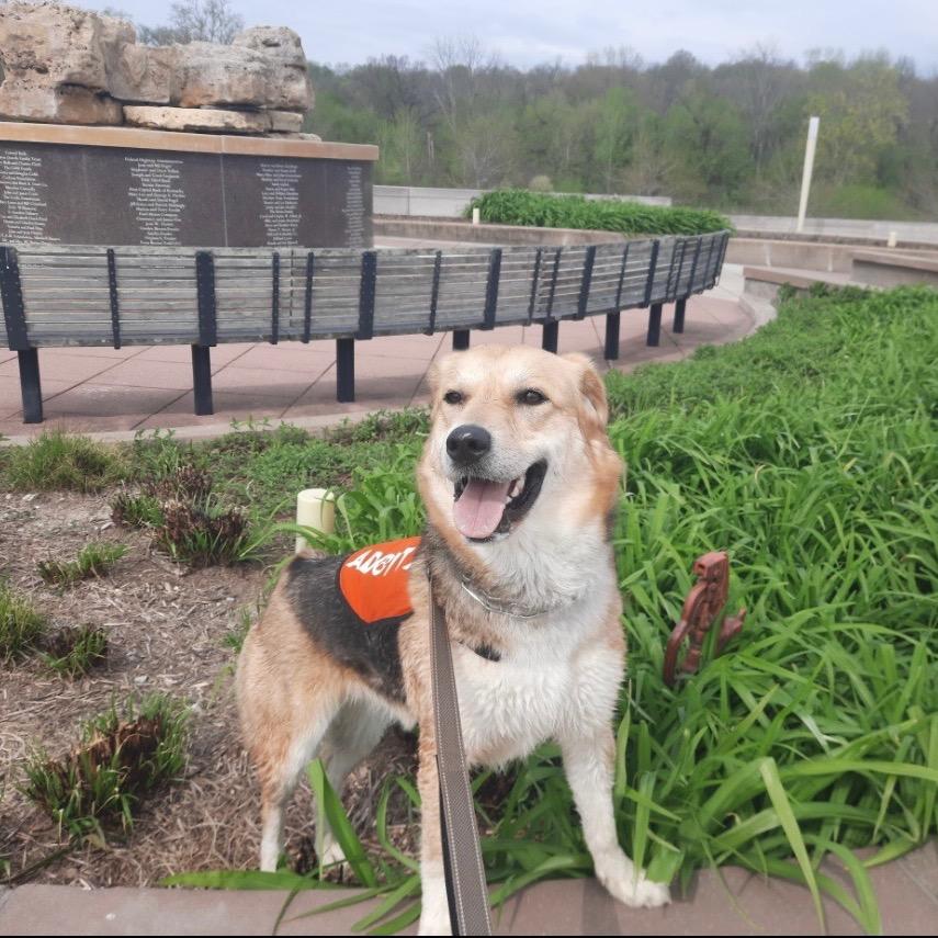 Enlarge Queenie, a Adoptable mixed breed in La Grange, KY image 2/6