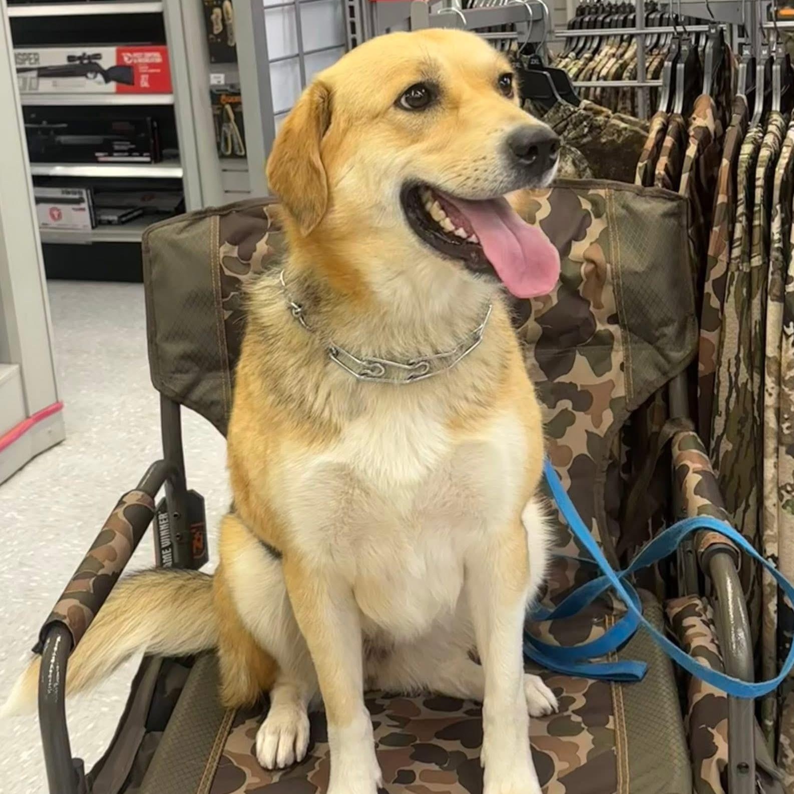 Enlarge Queenie, a Adoptable mixed breed in La Grange, KY image 4/6