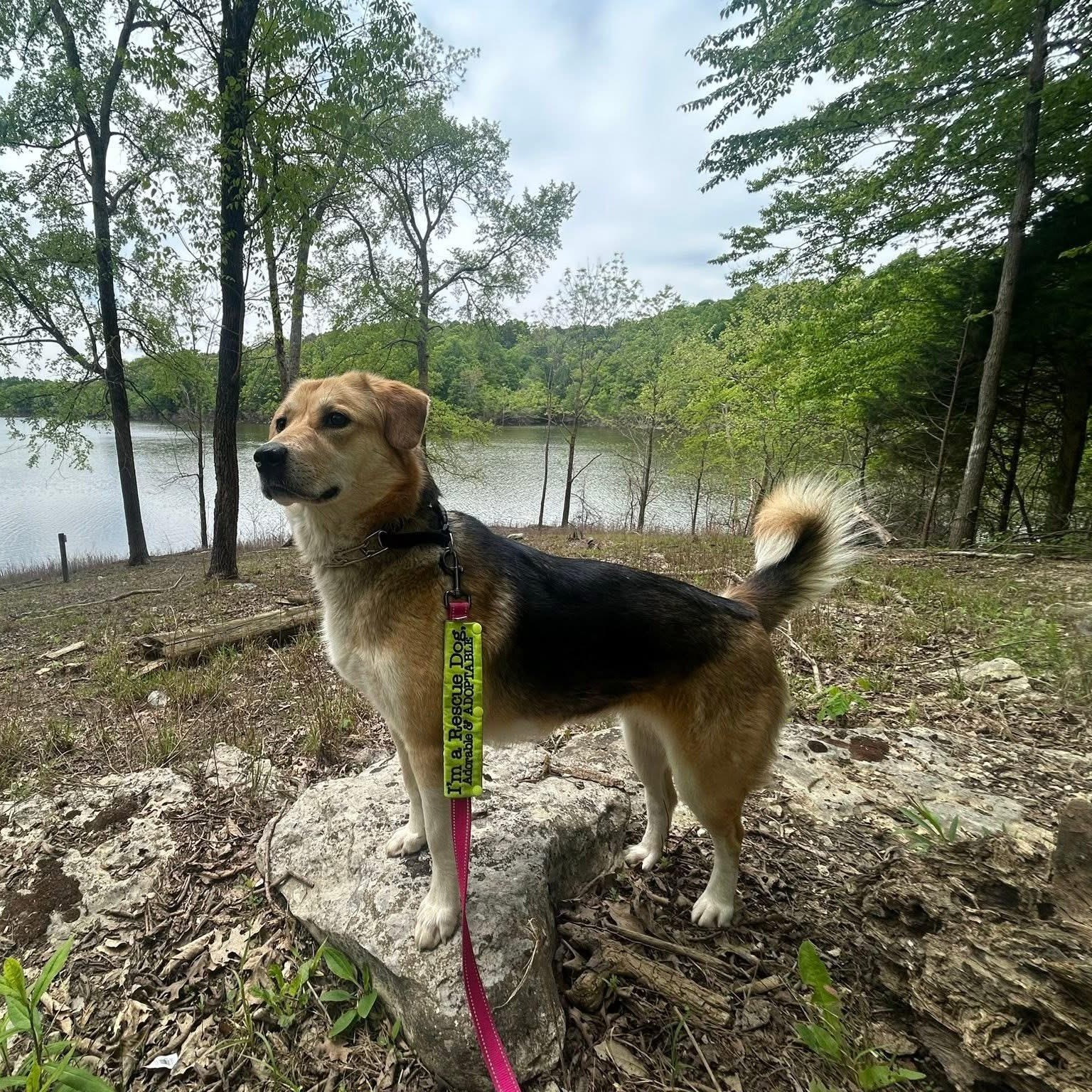 Enlarge Queenie, a Adoptable mixed breed in La Grange, KY image 3/6