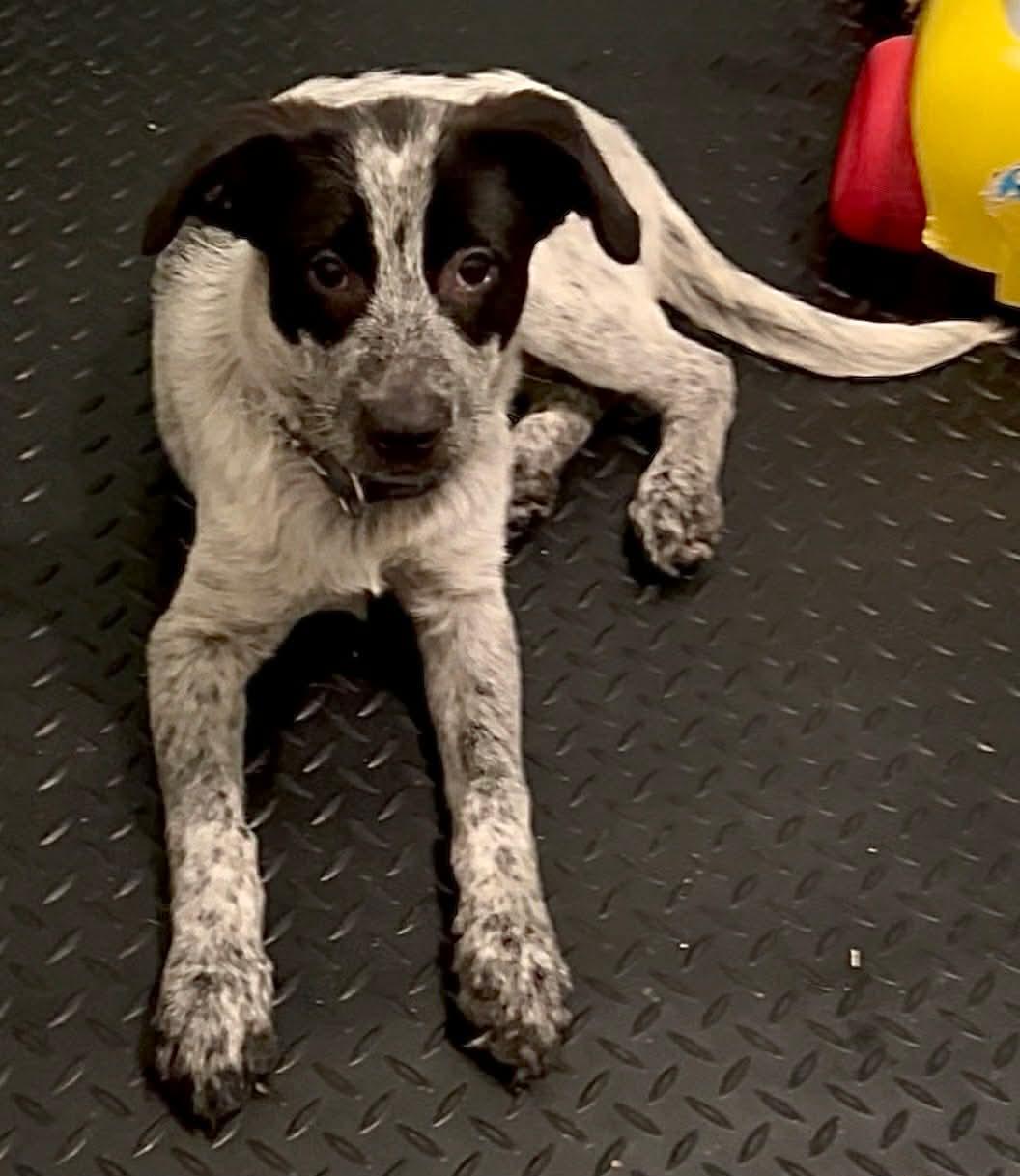 Zulu, ADOPTABLE, Puppy Male Australian Cattle Dog / Blue Heeler.