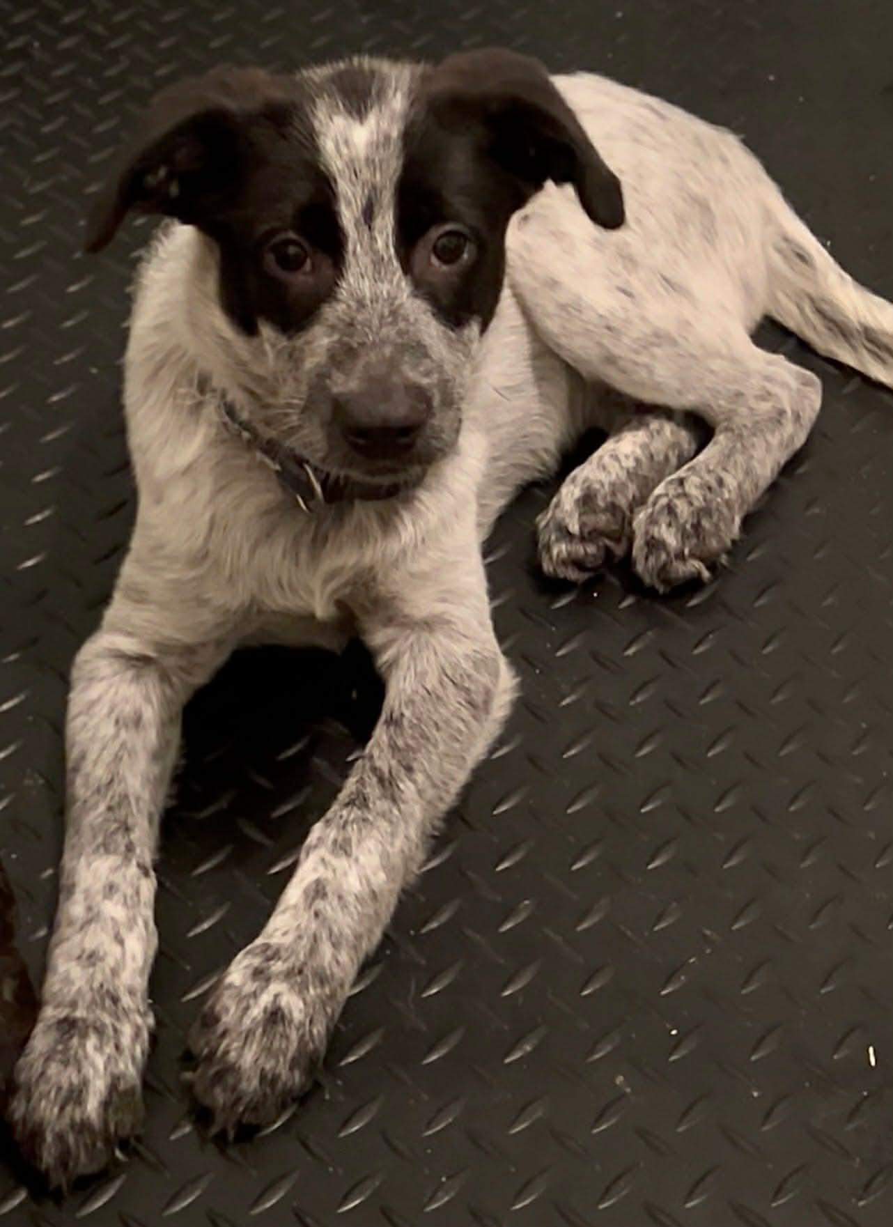 Enlarge Zulu, a ADOPTABLE mixed breed in Walker, LA image 3/3