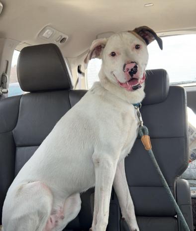 Enlarge Frodo, a Adoptable American Bulldog in Brooklyn Center, MN image 2/3