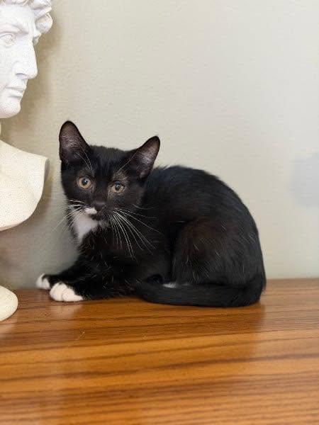 Enlarge Mickey D, a ADOPTABLE Domestic Short Hair in Reading, PA image 1/1