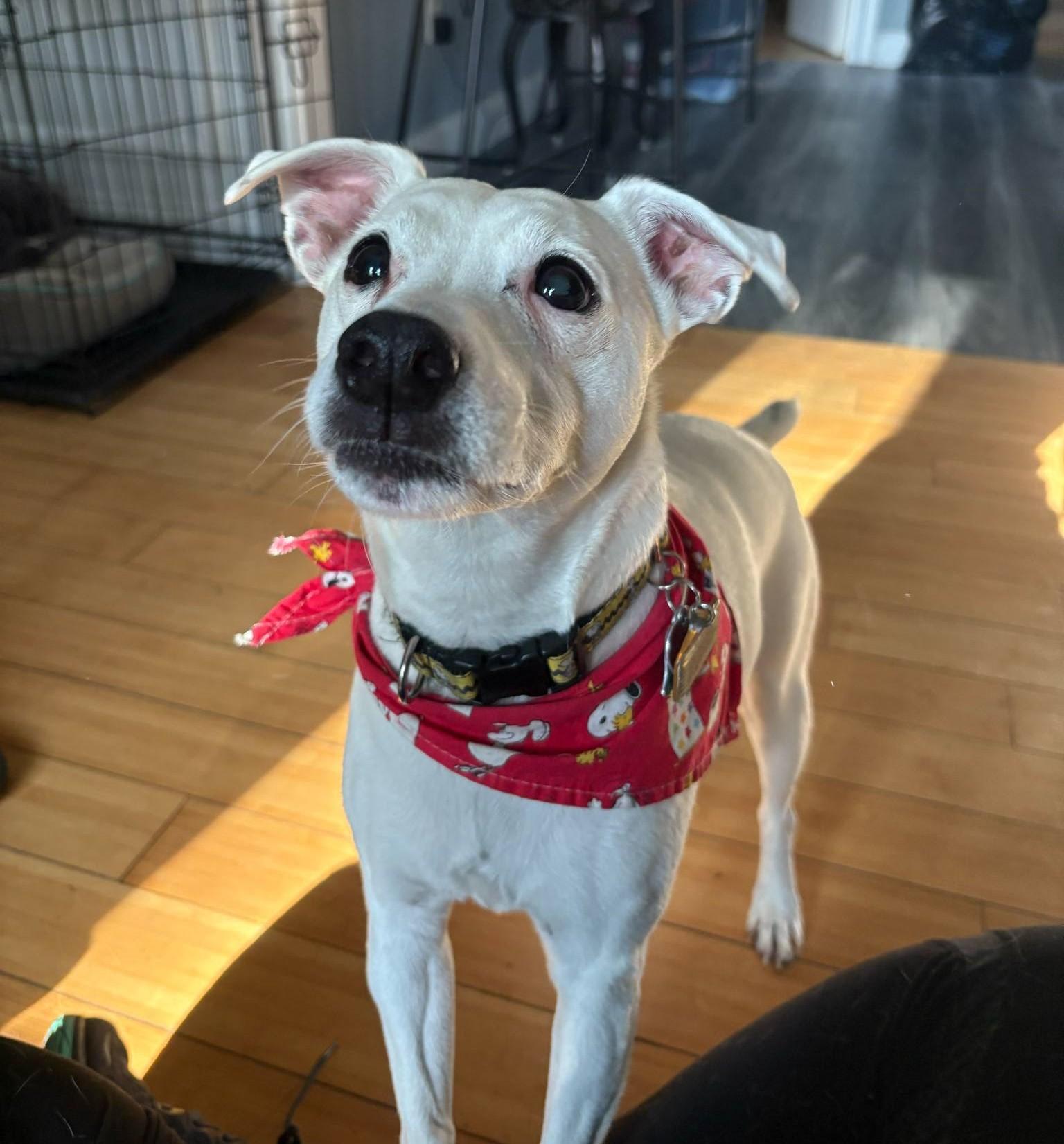 Jack, Adopted, Senior Male Jack Russell Terrier.