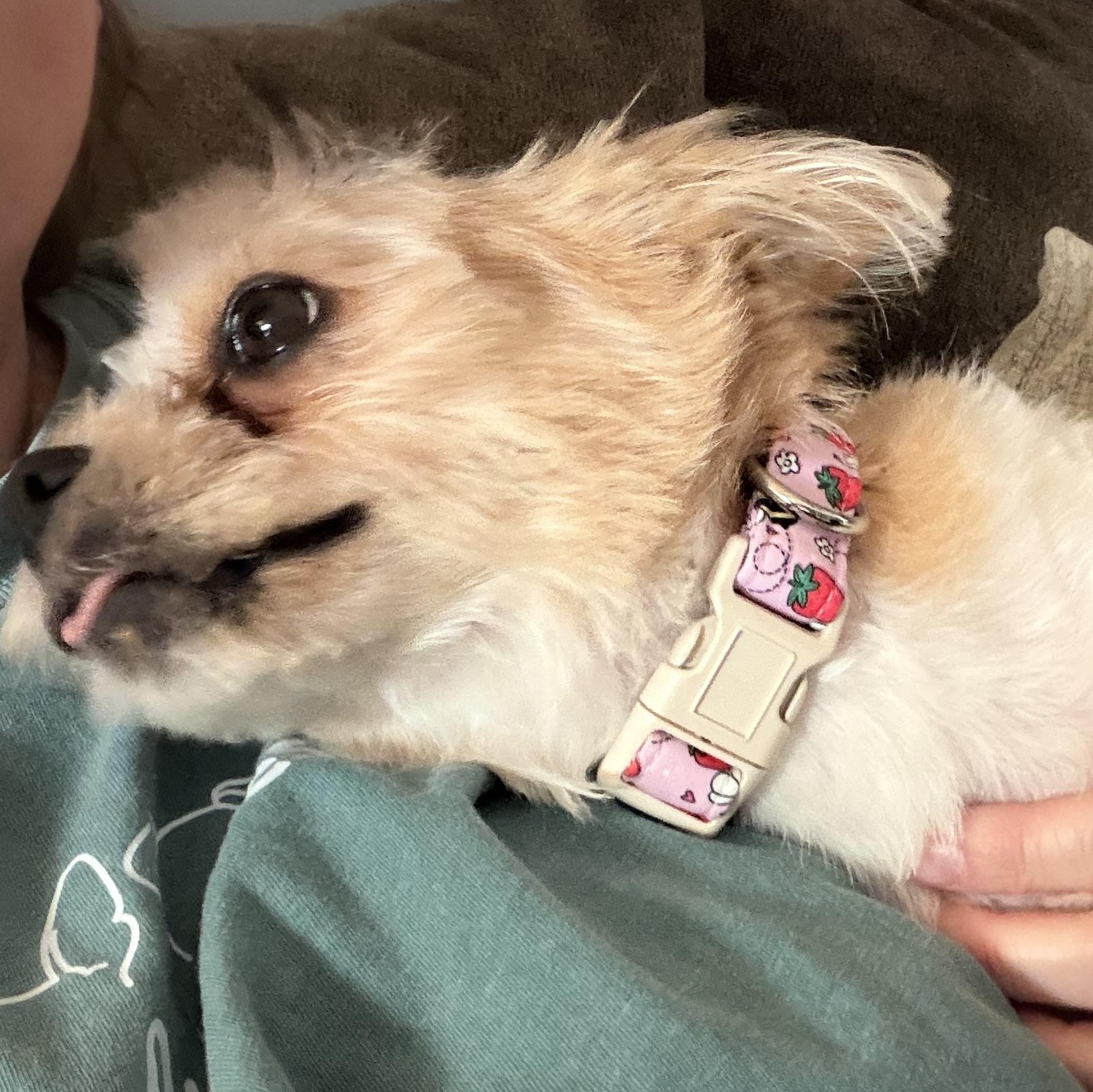 Enlarge Harriet , a ADOPTABLE mixed breed in Bettendorf, IA image 6/6