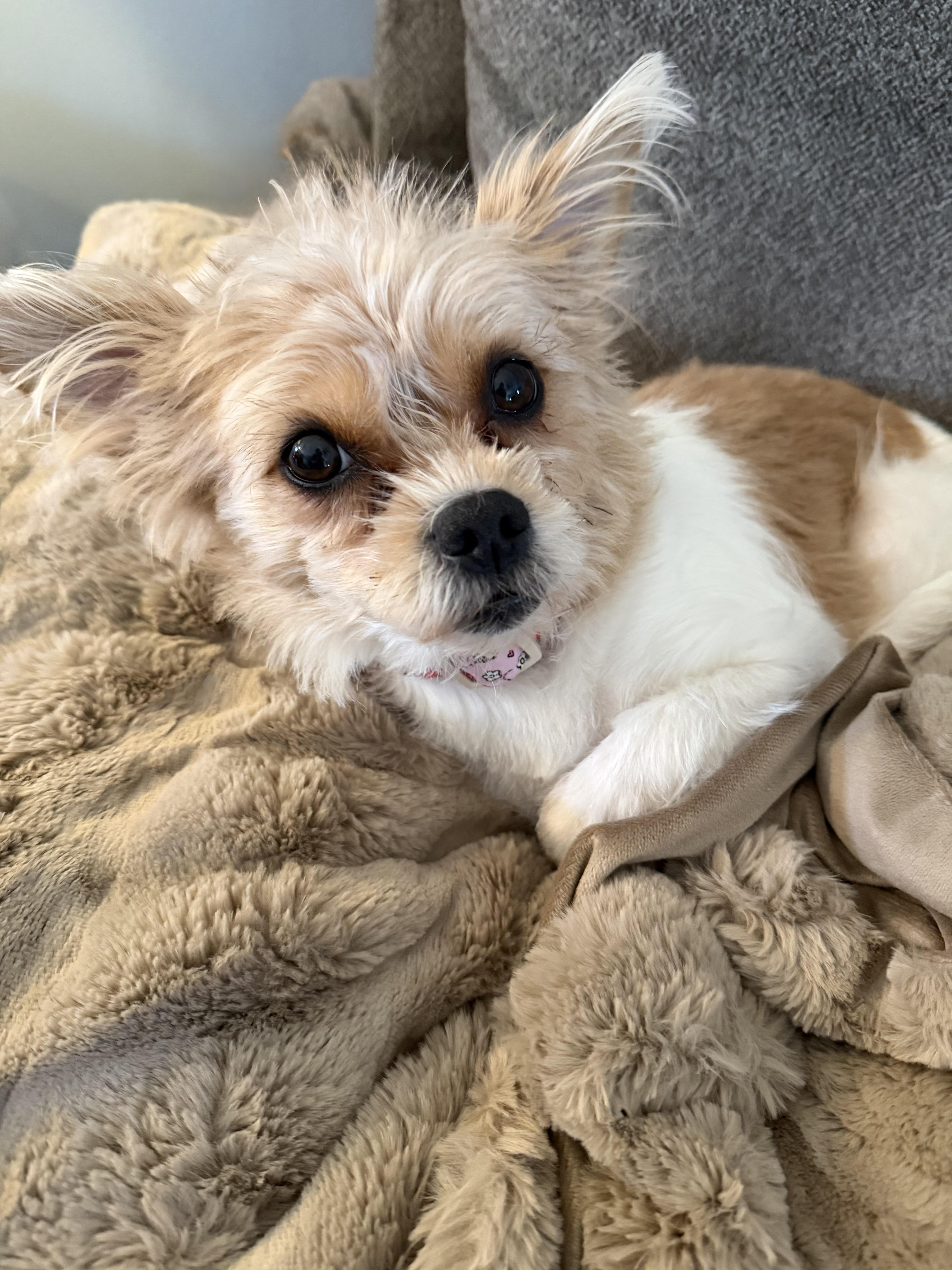 Enlarge Harriet , a ADOPTABLE mixed breed in Bettendorf, IA image 3/6