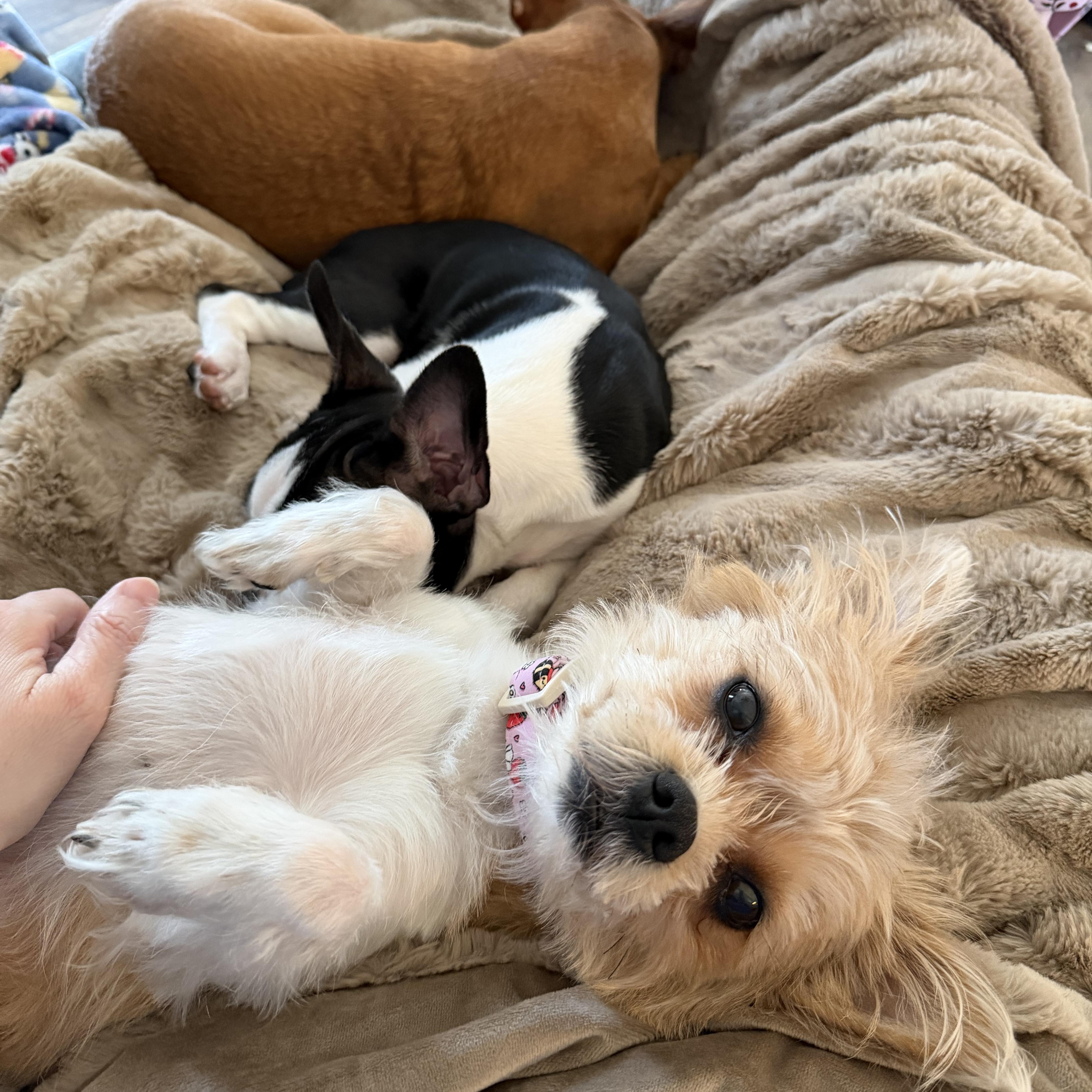 Enlarge Harriet , a ADOPTABLE mixed breed in Bettendorf, IA image 5/6