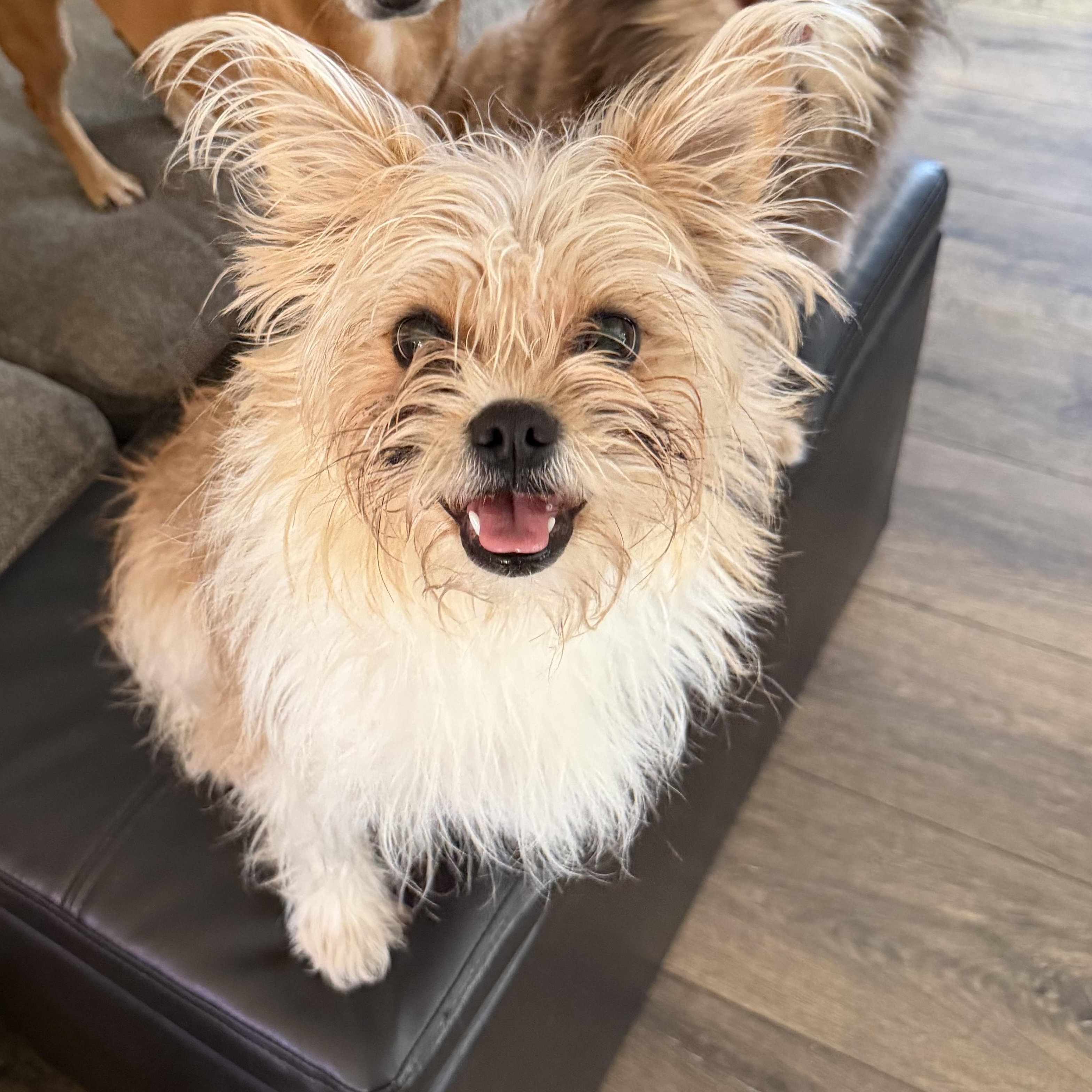 Enlarge Harriet , a ADOPTABLE mixed breed in Bettendorf, IA image 2/6