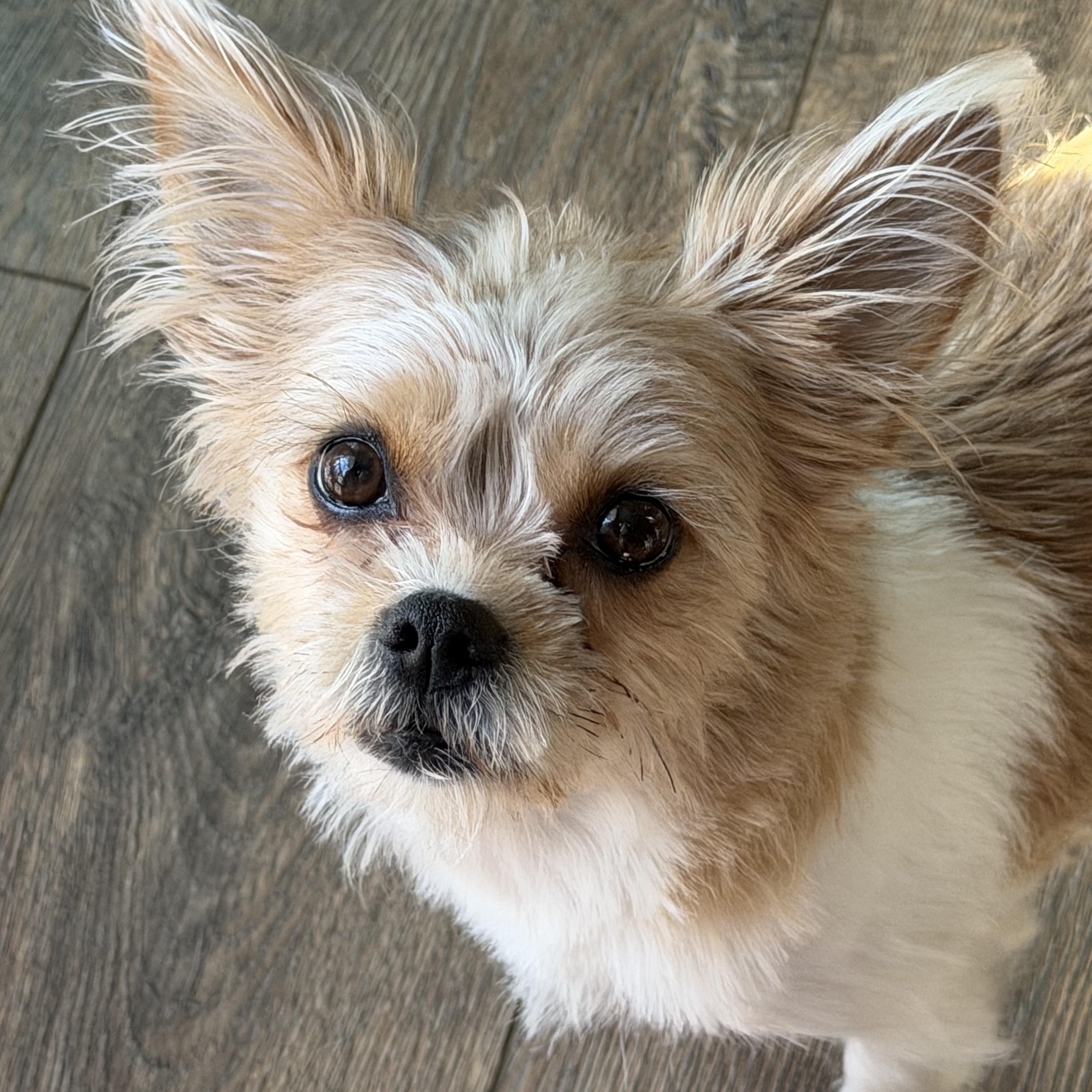 Enlarge Harriet , a ADOPTABLE mixed breed in Bettendorf, IA image 1/6