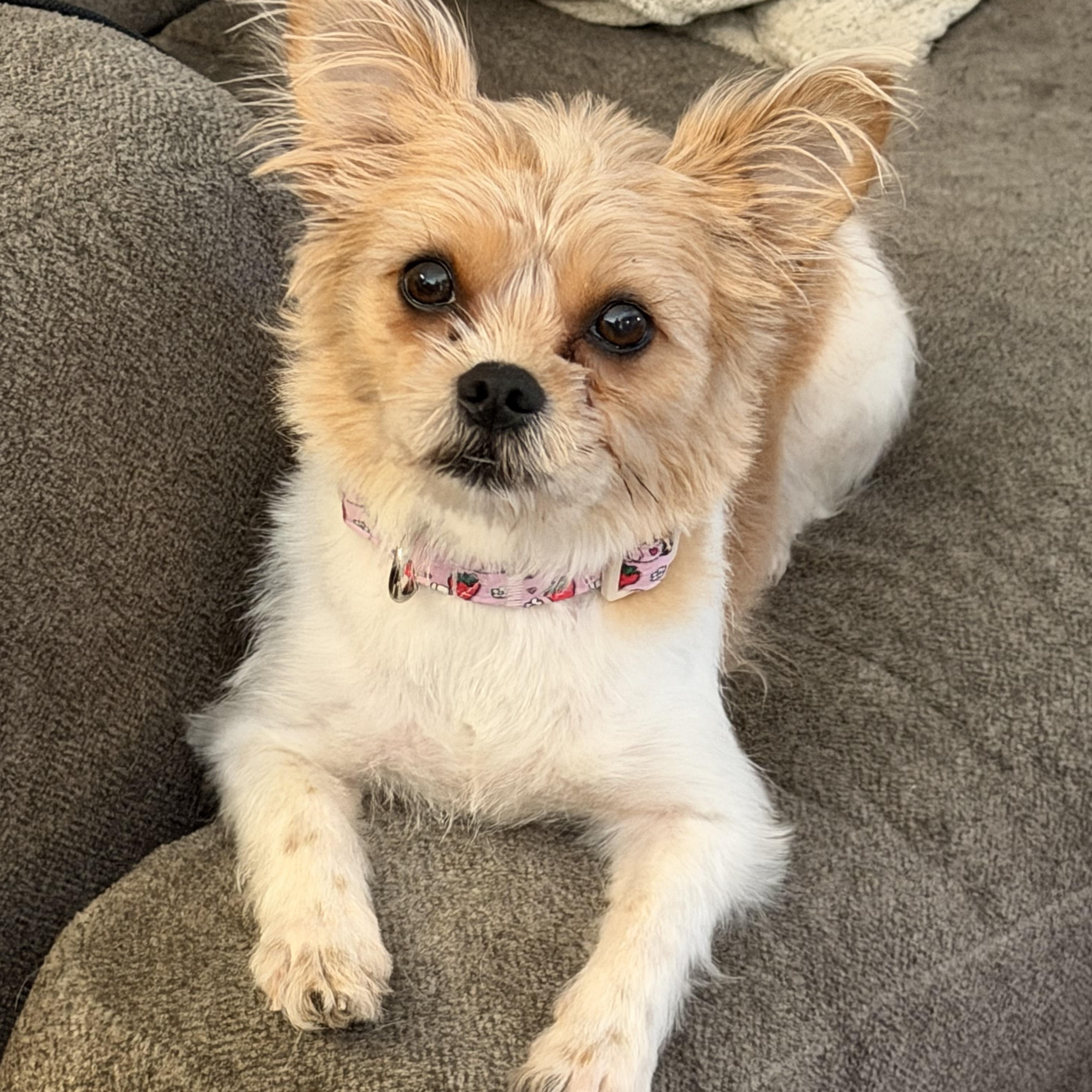 Enlarge Harriet , a ADOPTABLE mixed breed in Bettendorf, IA image 4/6