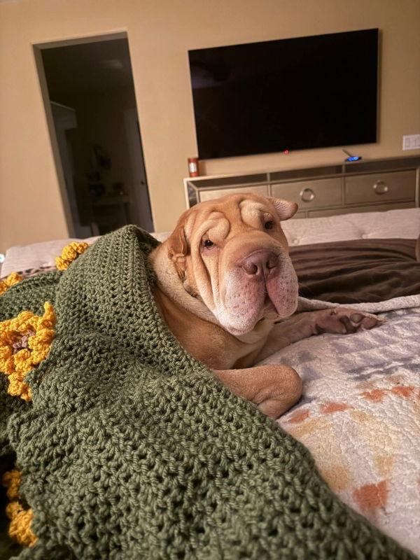 Enlarge Luke, a Adoptable Shar-Pei in Lake Forest, CA image 2/3