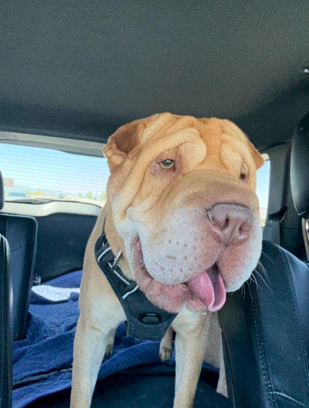 Enlarge Luke, a Adoptable Shar-Pei in Lake Forest, CA image 3/3