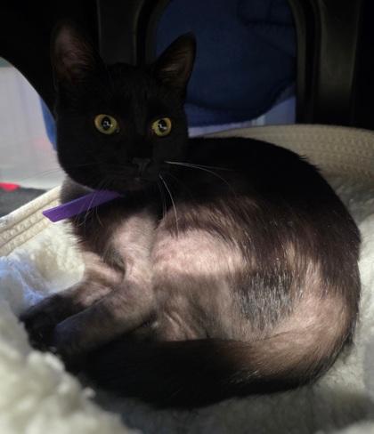 Lady Kiwi, Adoptable, Adult Female Domestic Short Hair & Domestic Short Hair.