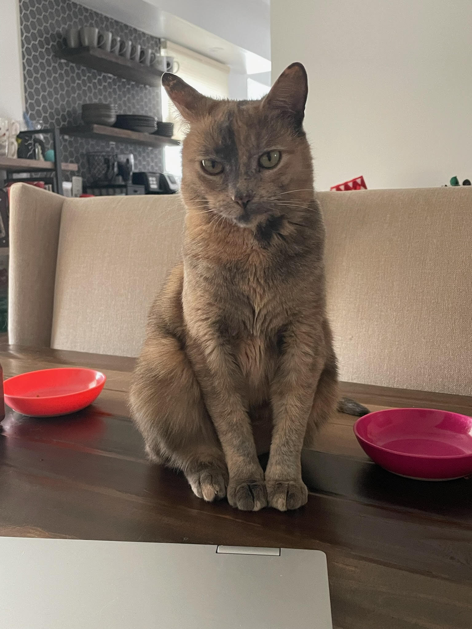 Sonya, Adopted, Adult Female Domestic Short Hair.