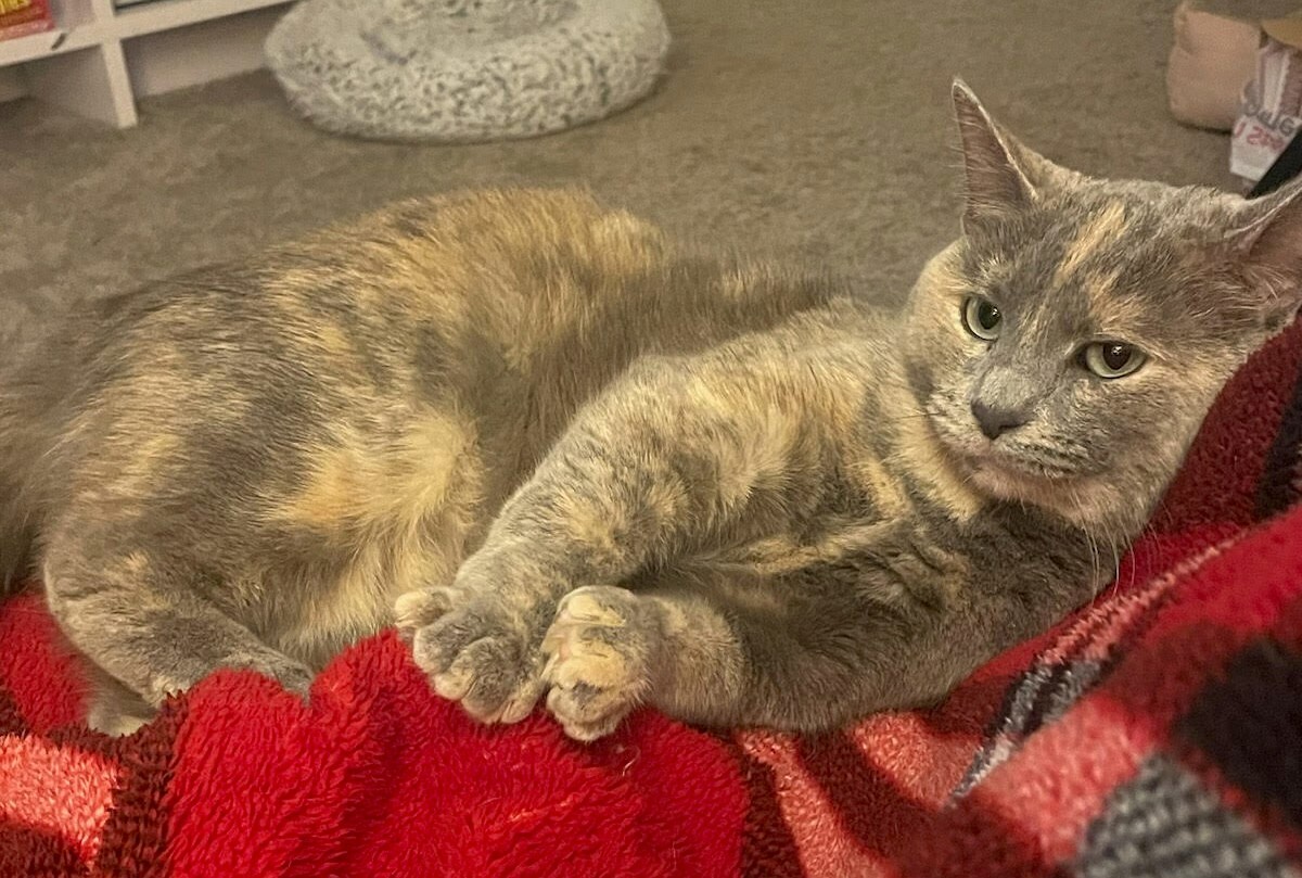 Sonya, a Adopted Domestic Short Hair in CANONSBURG, PA image 2/4