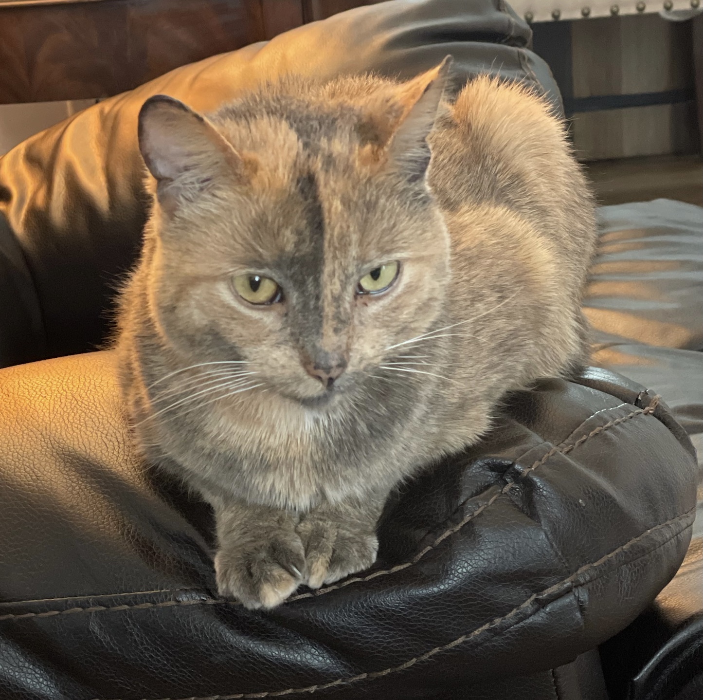 Sonya, a Adopted Domestic Short Hair in CANONSBURG, PA image 3/4