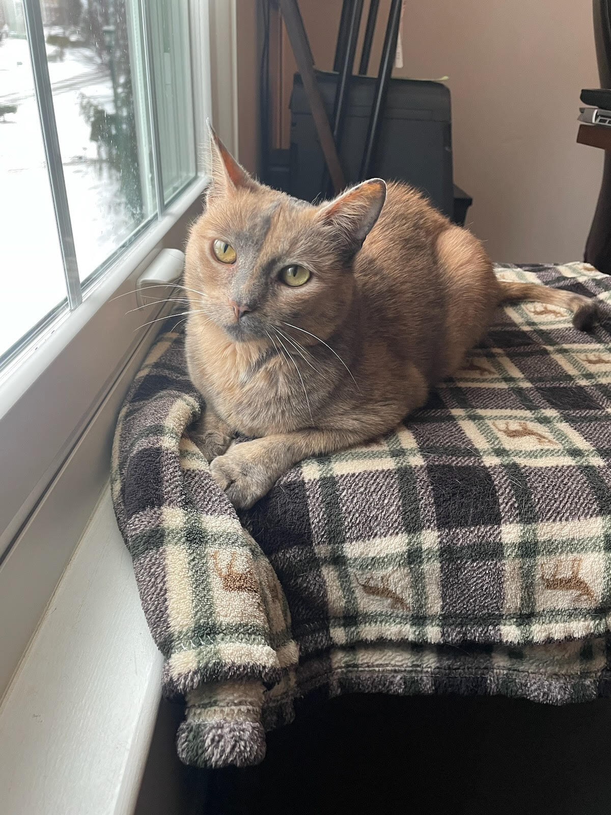 Sonya, a Adopted Domestic Short Hair in CANONSBURG, PA image 4/4