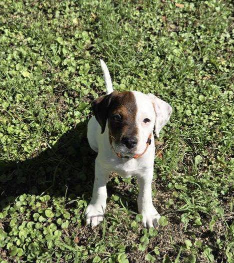 Enlarge Dent, a ADOPTABLE Jack Russell Terrier in Yorktown, VA image 4/5