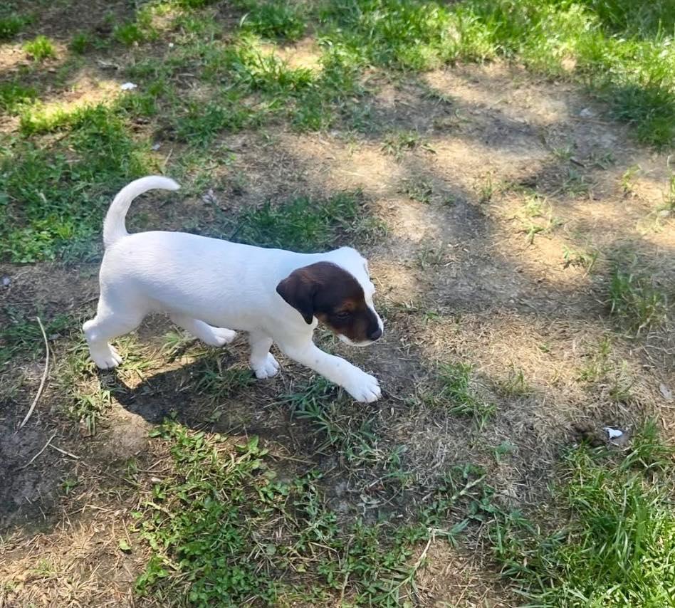 Dent, ADOPTABLE, Puppy Male Jack Russell Terrier.