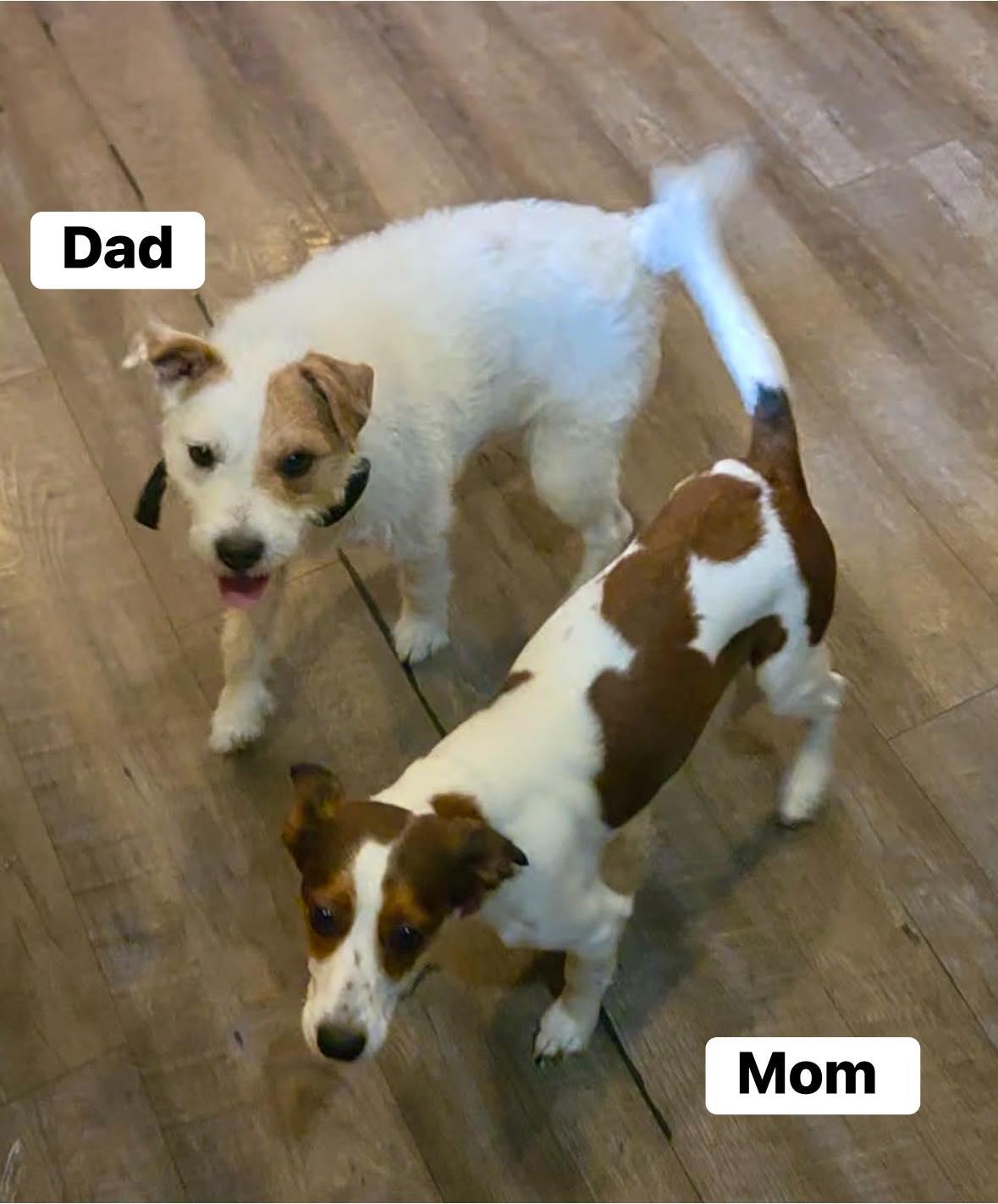 Enlarge Dent, a ADOPTABLE Jack Russell Terrier in Yorktown, VA image 5/5