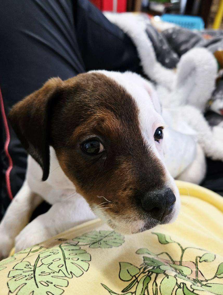 Enlarge Dent, a ADOPTABLE Jack Russell Terrier in Yorktown, VA image 2/5
