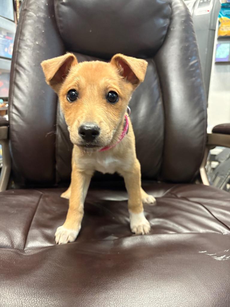 Chevron, Adoptable, Puppy Female Cattle Dog & Husky.