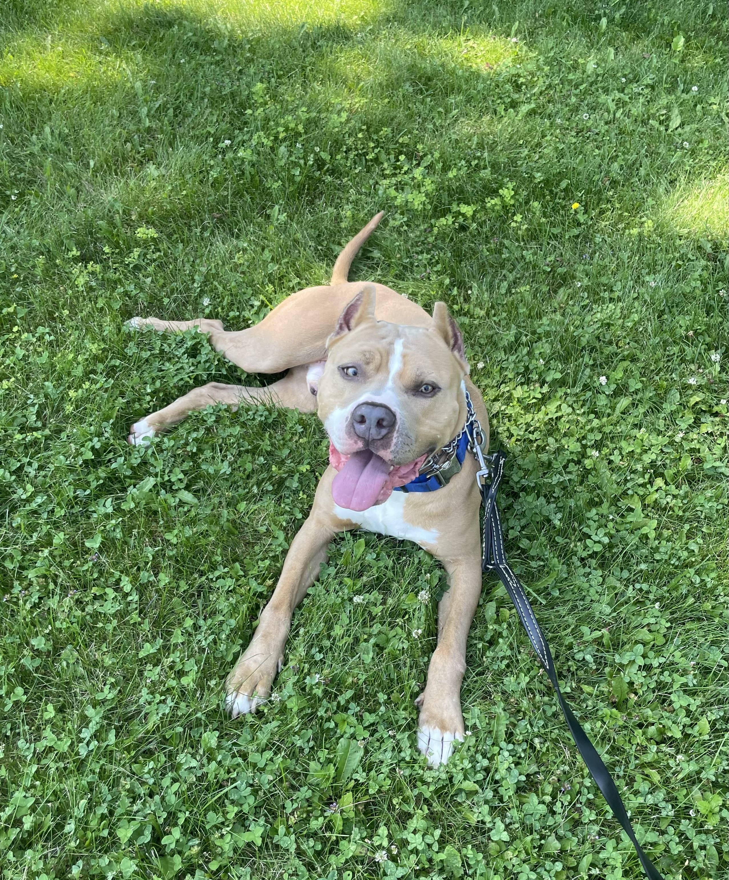 Cruz, a ADOPTABLE Pit Bull Terrier in Vernon Hills, IL image 2/6
