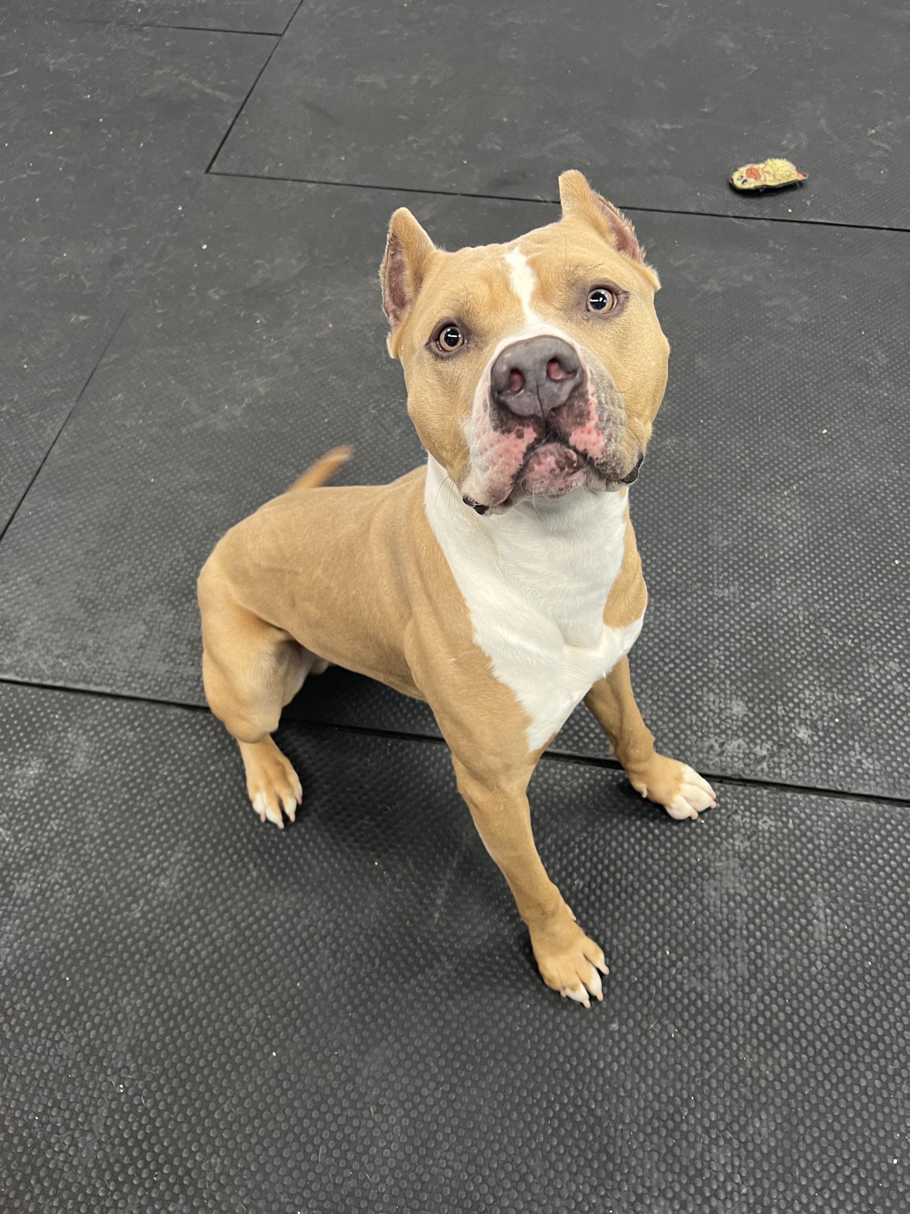 Cruz, a ADOPTABLE Pit Bull Terrier in Vernon Hills, IL image 5/6
